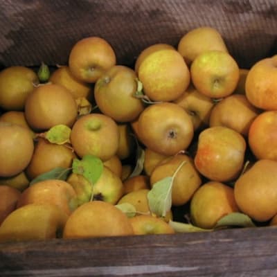 Golden Russet