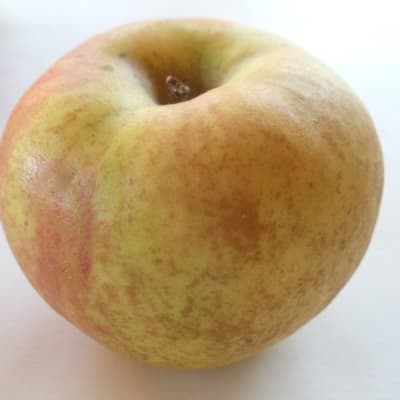 Gray Pearmain
