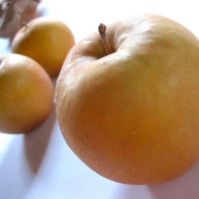 Hudson’s Golden Gem