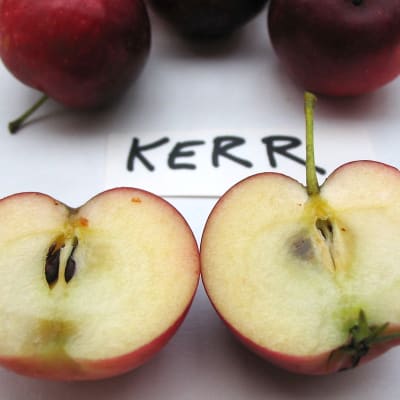 Kerr