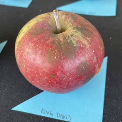 King David