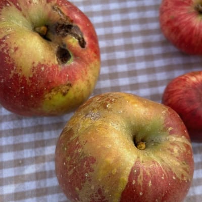 King of the Pippins