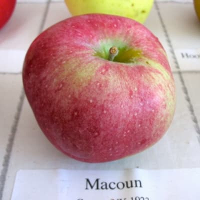 Macoun