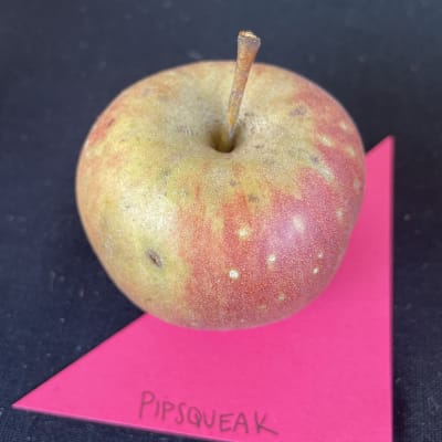 Pipsqueak