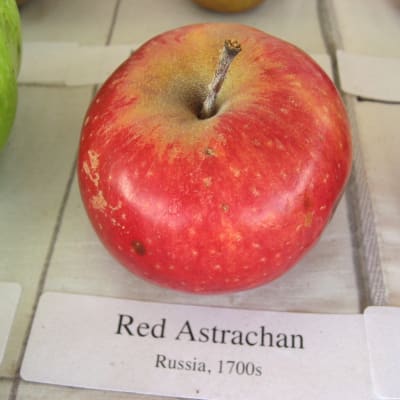 Red Astrachan