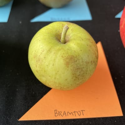 Bramtot