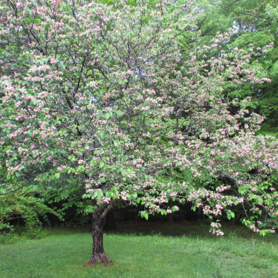 Brandywine
