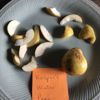 Kaspar’s Winter
