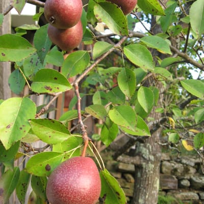 Seckel