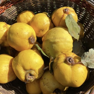 Aromatnaya