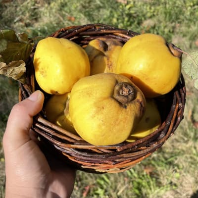 Aromatnaya