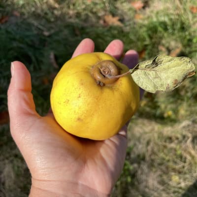 Aromatnaya