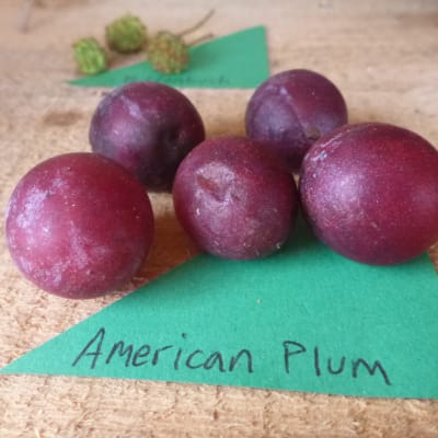 American Plum Seedling