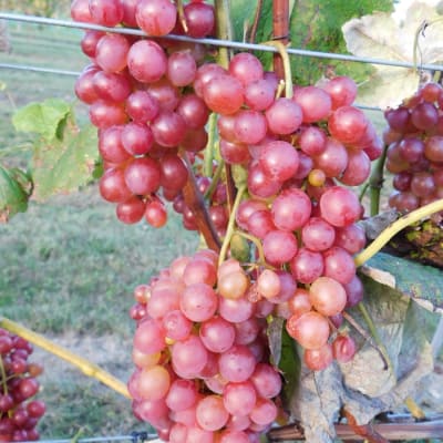 Vanessa Seedless