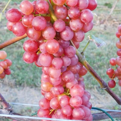 Vanessa Seedless