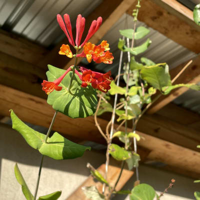 ‘Dropmore Scarlet’ Brown’s Honeysuckle