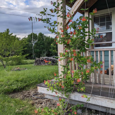 ‘Dropmore Scarlet’ Brown’s Honeysuckle