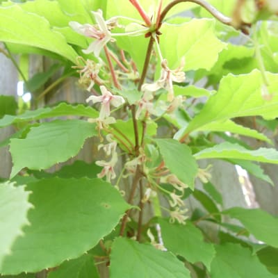 Schisandra Berry