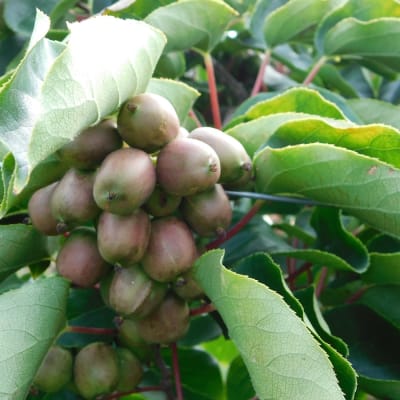 ‘Anna’ Female
