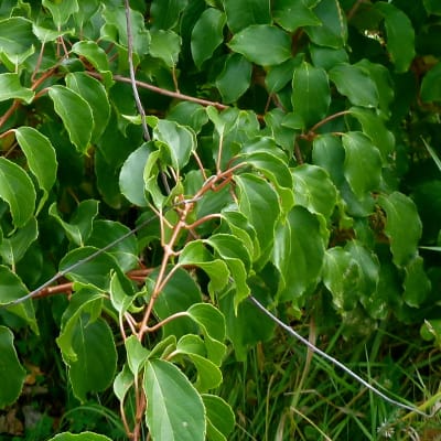 ‘Meader’ Male