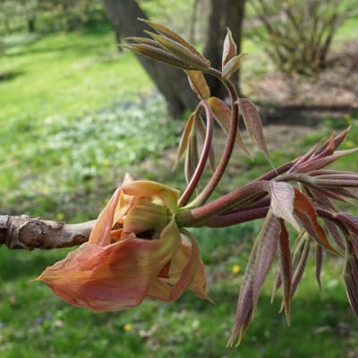 Shellbark Hickory Seedling