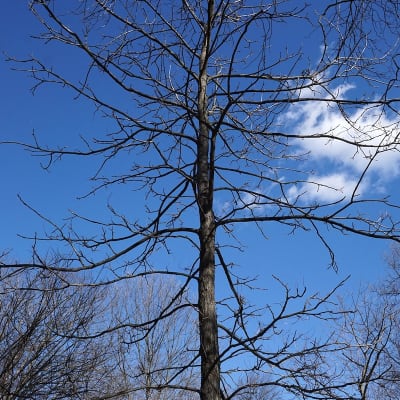 Shellbark Hickory Seedling