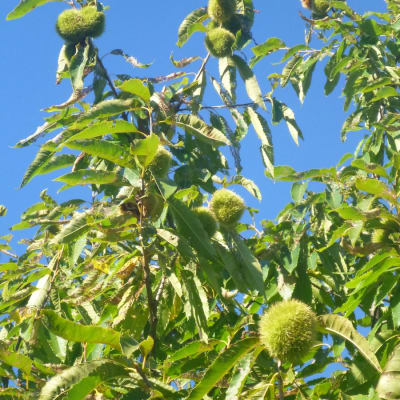 American Chestnut Seedling