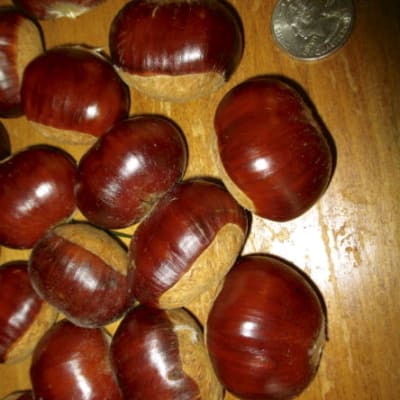 Hybrid Chestnut Seedling