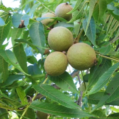 Black Walnut Seedling