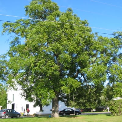 Black Walnut Seedling