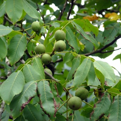 Carpathian Walnut Seedling