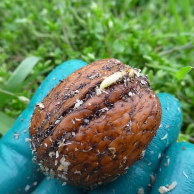 Carpathian Walnut Seedling
