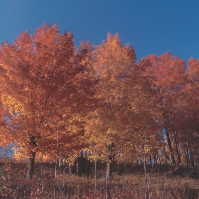 Sugar Maple