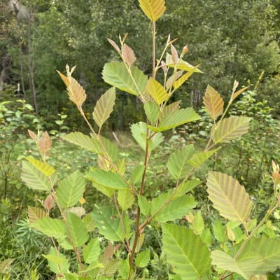 River Birch