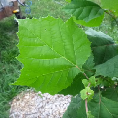 American Sycamore