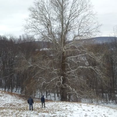 American Sycamore