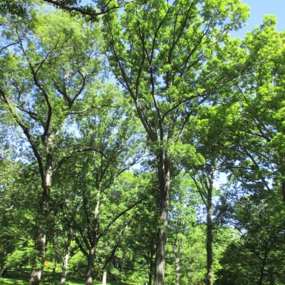 Bur Oak