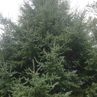 White Spruce
