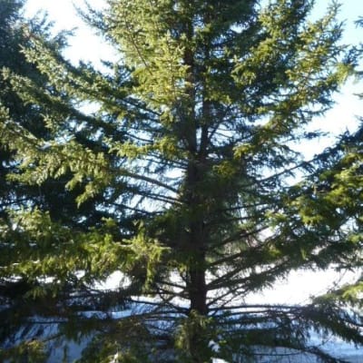 White Spruce