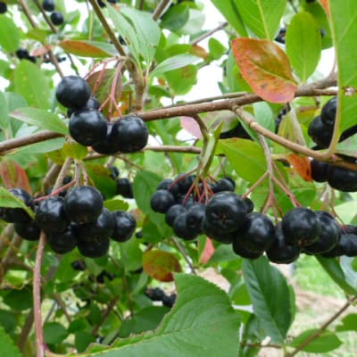 ‘McKenzie’ Black Chokeberry