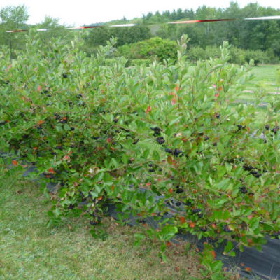 ‘McKenzie’ Black Chokeberry