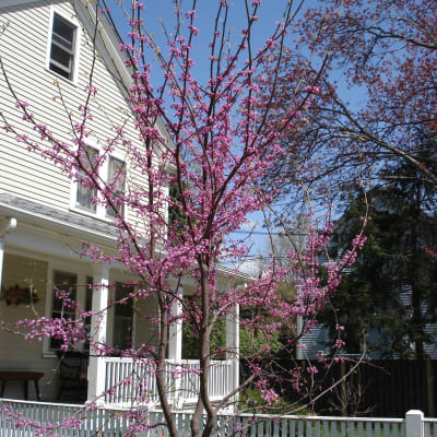 Redbud  thumbnail #2 