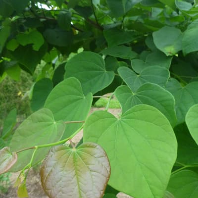 Redbud  thumbnail #3 