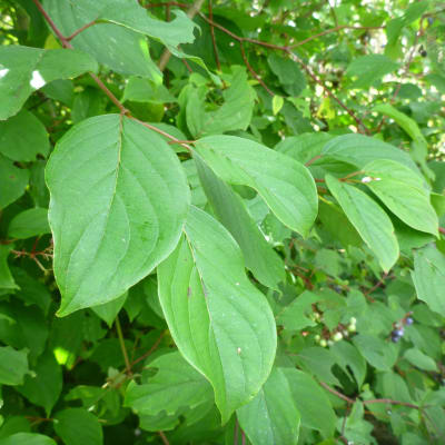 Silky Dogwood