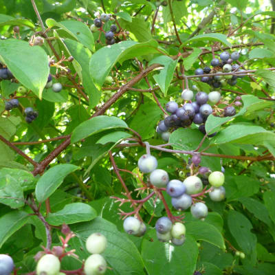 Silky Dogwood