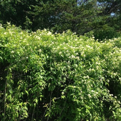 Gray Dogwood  thumbnail #3 