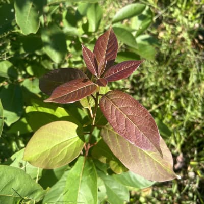 American Persimmon Seedling