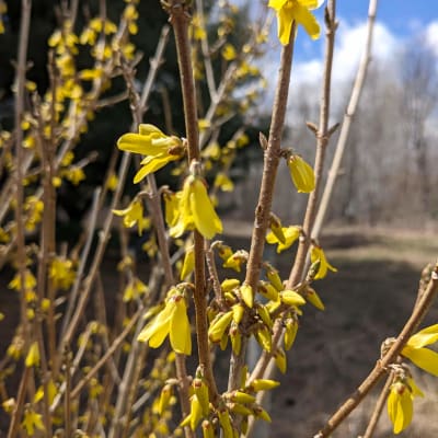 ‘Northern Gold’