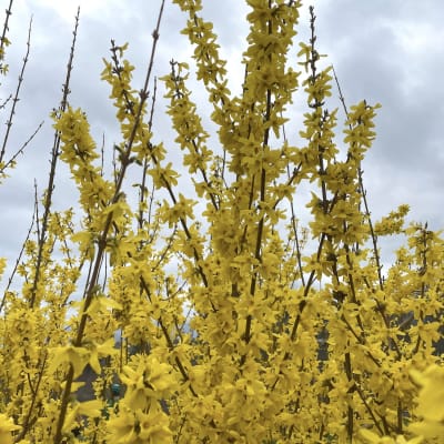 ‘Northern Gold’