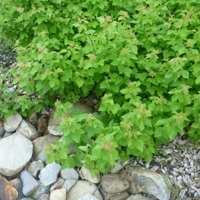 Fragrant Sumac